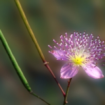 Wild-flower