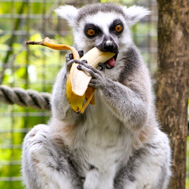 Bananas-Perth-Zoo