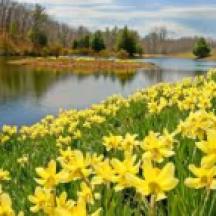 daffodils2