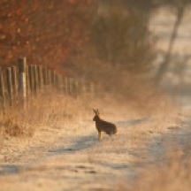 hare in Nov 2