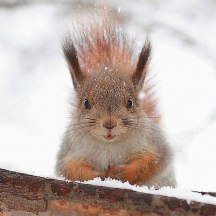 squirrel-posing-in-snow