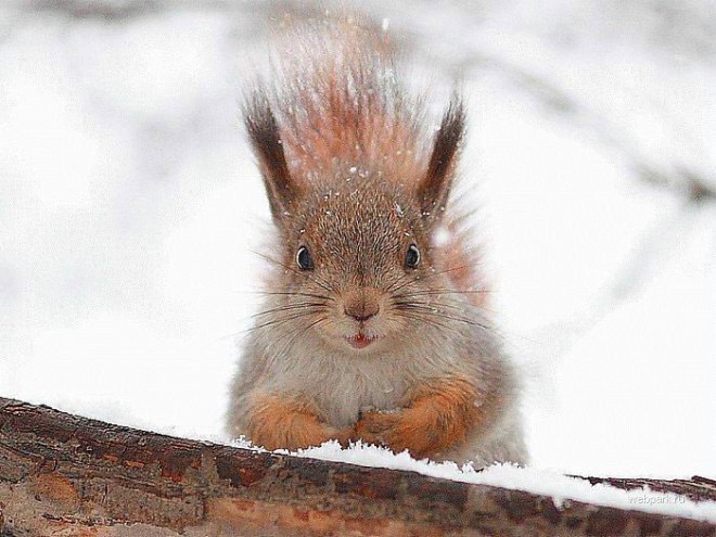squirrel-posing-in-snow