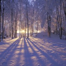 winter-forest-sunset