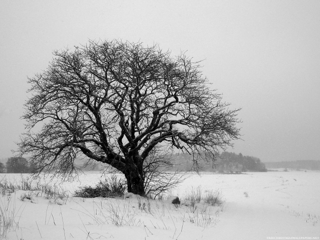 winter tree.jpg