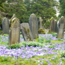 Old gravestones in a rural springtime churchyard with colourful crocuses blooming between the graves