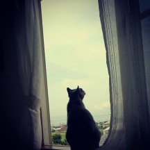 cat-in-window