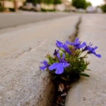 flowers-sidewalk-crack