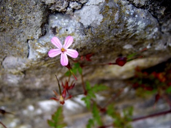 flower in a crannied wall